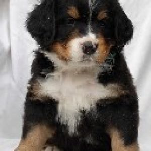 Cachorro de Perro de Montaña de Berna