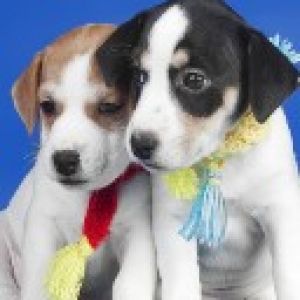 Cachorros Lindos con Bufandas Coloridas