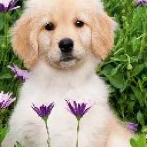Cachorro de Golden Retriever