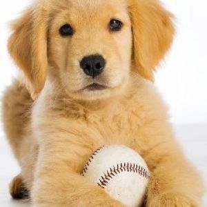 Cachorro de Golden Retriever