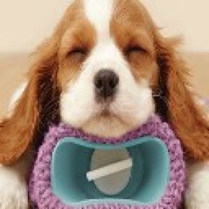 Cachorro Durmiendo Adorable