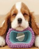 Cachorro Durmiendo Adorable