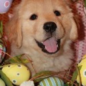 Cachorro de Golden Retriever