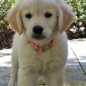 Cachorro de Golden Retriever