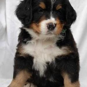 Cachorro de Perro de Montaña de Berna