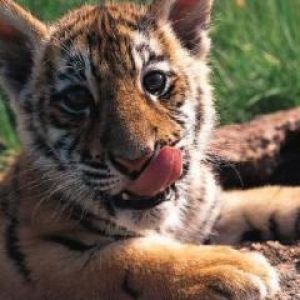 Cachorro de Tigre Adorable