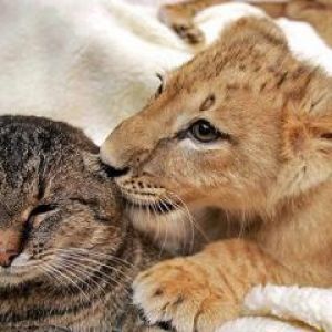 León y Gato Adorables