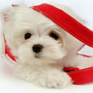 Cachorro Adorable con Correa Roja