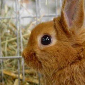 Conejo Marrón Adorable