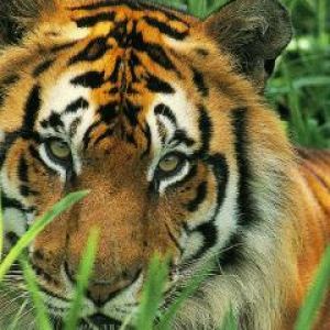 Tigre Majestuoso en la Hierba