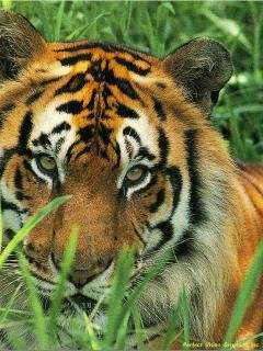 Tigre Majestuoso en la Hierba