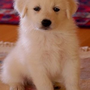 Adorable Cachorro Blanco