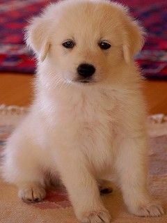 Adorable Cachorro Blanco