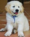 Cachorro de Golden Retriever