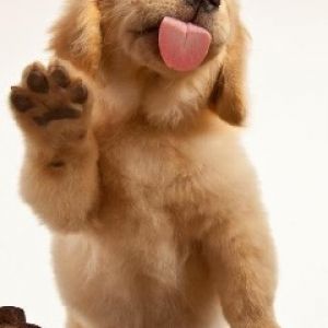 Cachorro de Golden Retriever Adorable