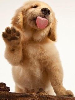 Cachorro de Golden Retriever Adorable