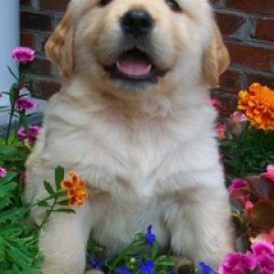 Cachorro de Golden Retriever Adorable