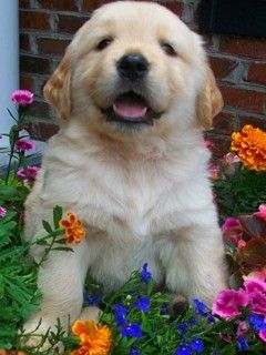 Cachorro de Golden Retriever Adorable