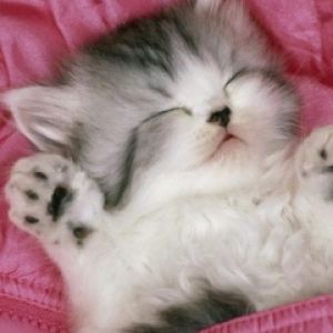 Gatito Durmiendo