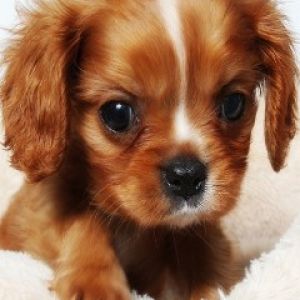 Cachorro Adorable Cavalier King Charles Spaniel