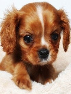Cachorro Adorable Cavalier King Charles Spaniel