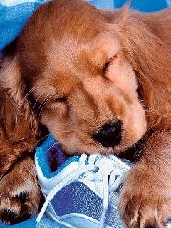 Cachorro Durmiendo en Zapatillas