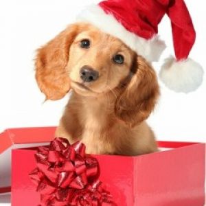 Cachorro Adorable con Sombrero de Navidad