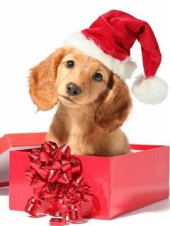 Cachorro Adorable con Sombrero de Navidad