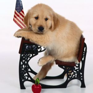 Cachorro de Golden Retriever Adorable