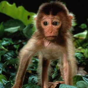 Mono Adorable en la Naturaleza