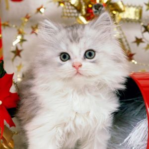 Gatito Navideño Adorable