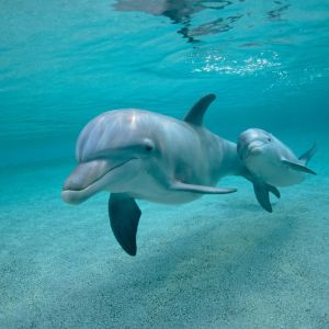 Delfines nadando juntos