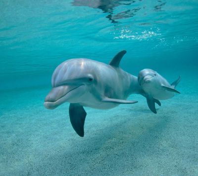 Delfines nadando juntos