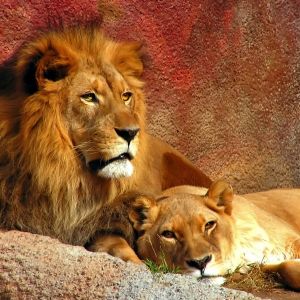 Leones Majestuosos Descansando