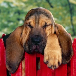 Perro Durmiendo Adorable