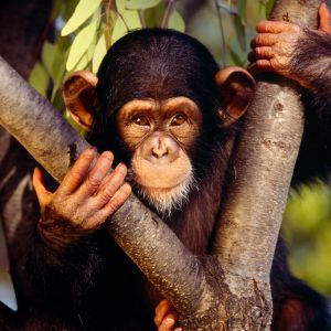 Chimpancé lindo en el árbol