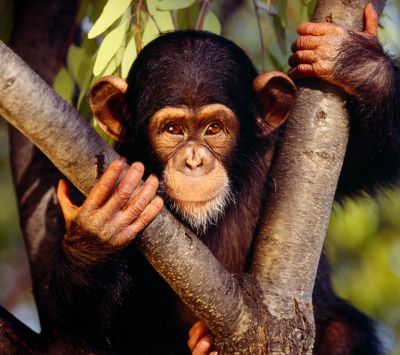 Chimpancé lindo en el árbol