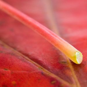 Primer plano de una hoja roja