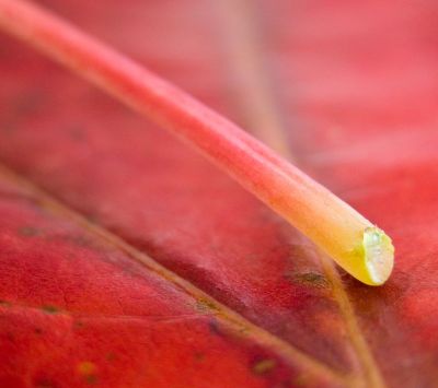 Primer plano de una hoja roja