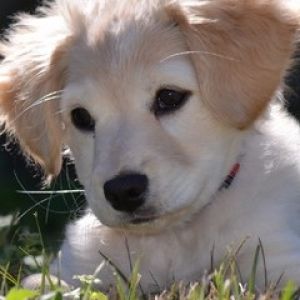 Cachorro Bonito en la Hierba
