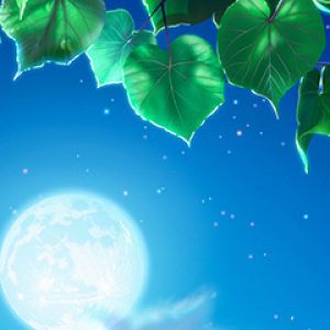 Noche de Luna con Hojas