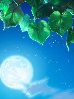 Noche de Luna con Hojas