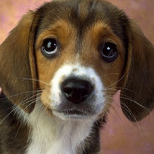 Adorable Cachorro Beagle