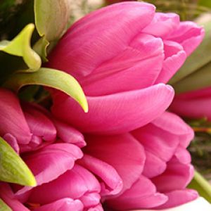 Ramo de Tulipanes Rosas