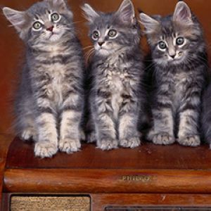 Gatitos Lindos en Radio Vintage