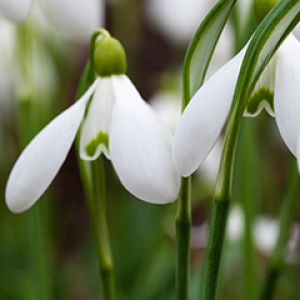 Flores de Campanilla