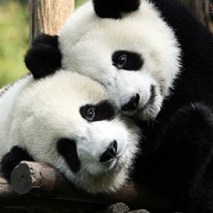 Pandas Adorables