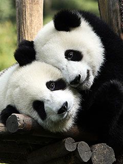 Pandas Adorables