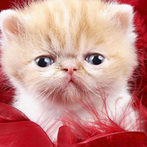 Gatito persa adorable