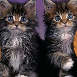 Gatitos Maine Coon Adorables